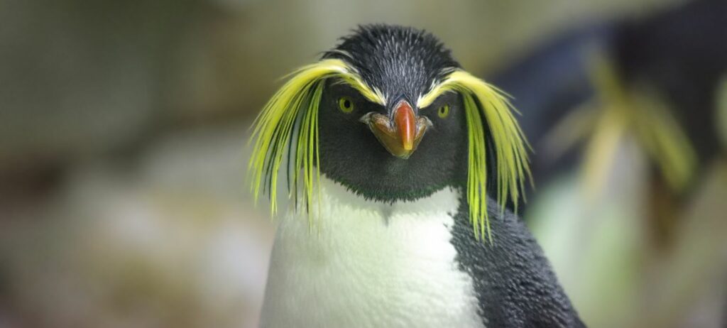 pinguin augenbrauen gelb