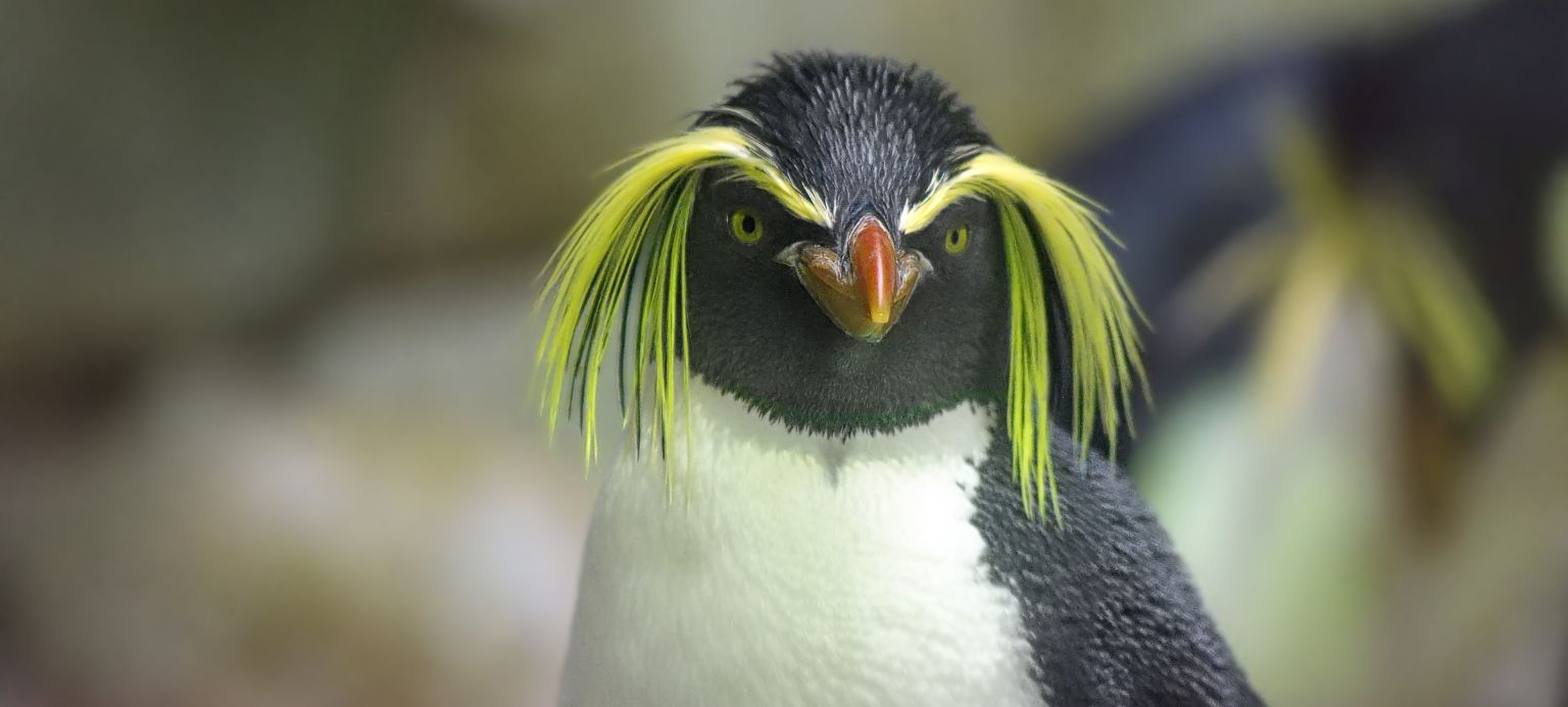 penguin with yellow eyebrow